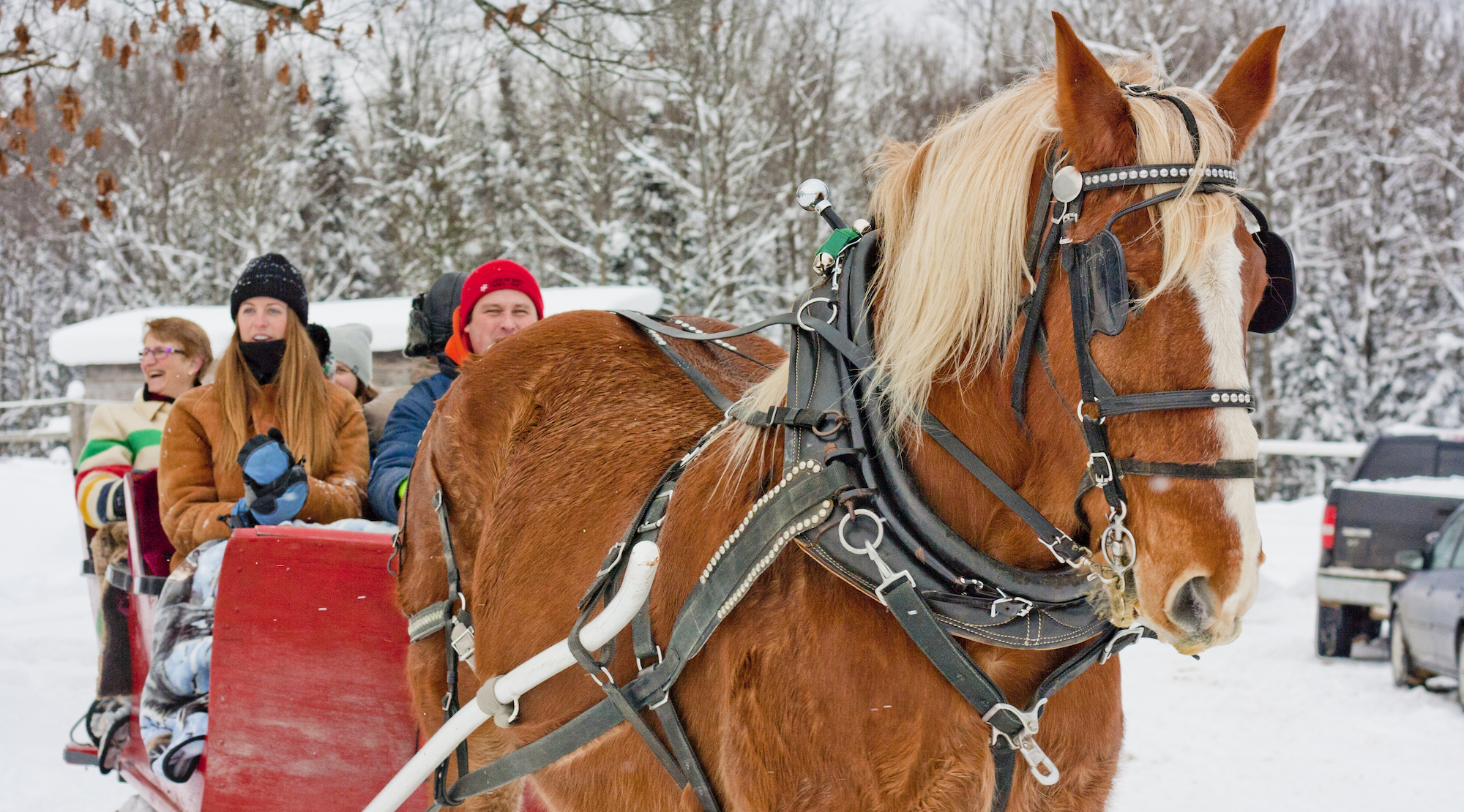 Horse Drawn Sleigh Rides