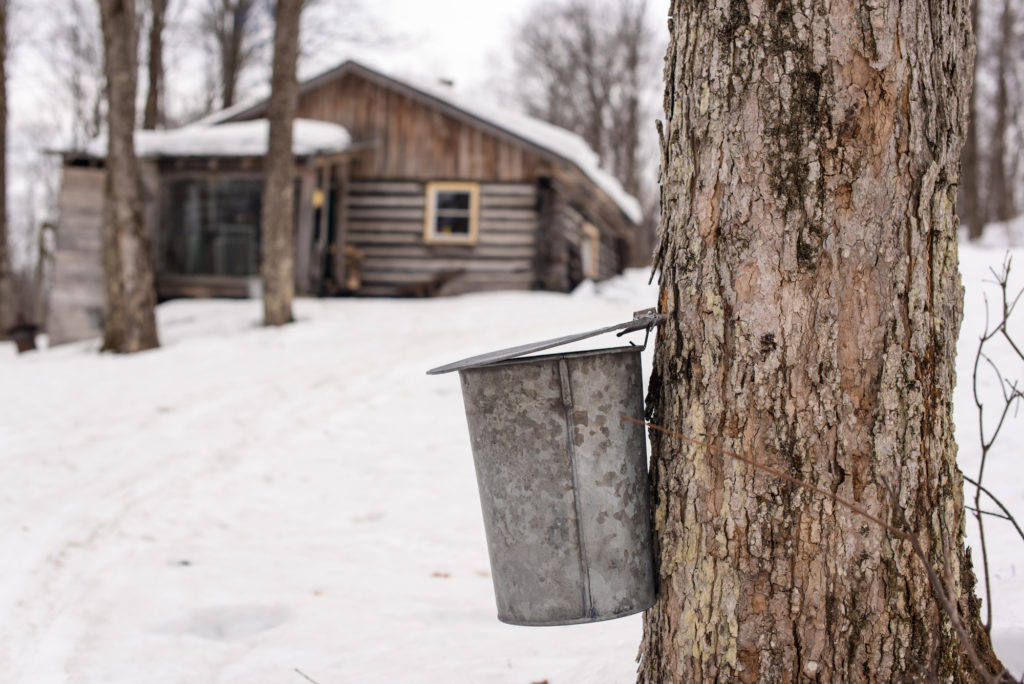 Maple Syrup Bucket