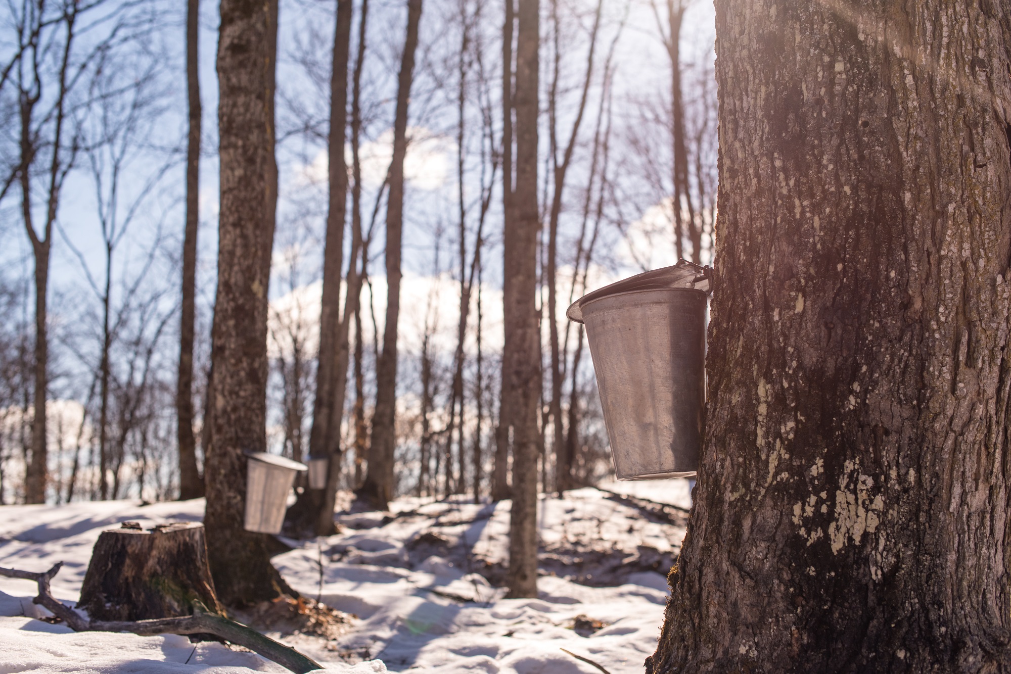 Sap Buckets in the Forest