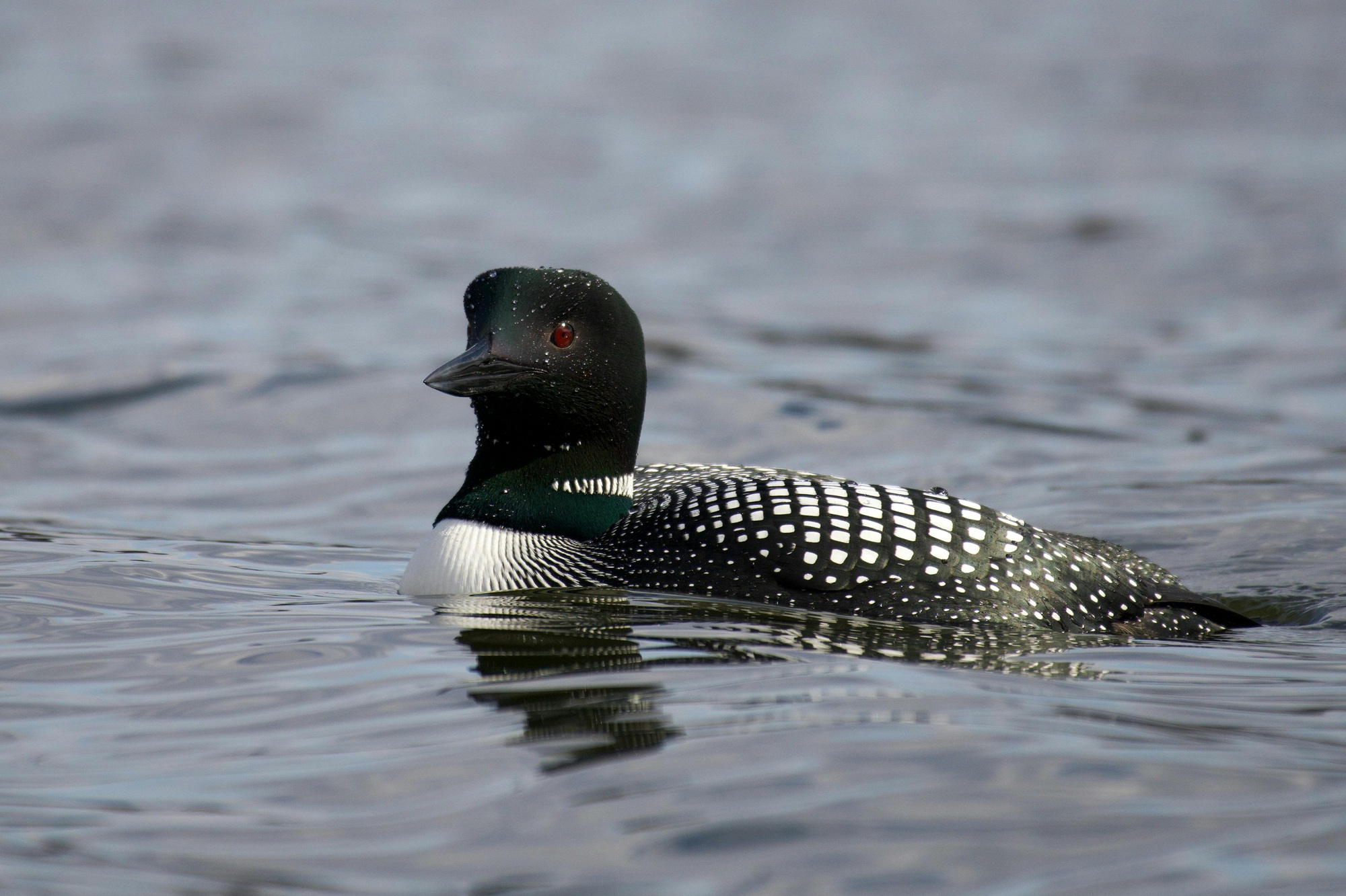 Loon