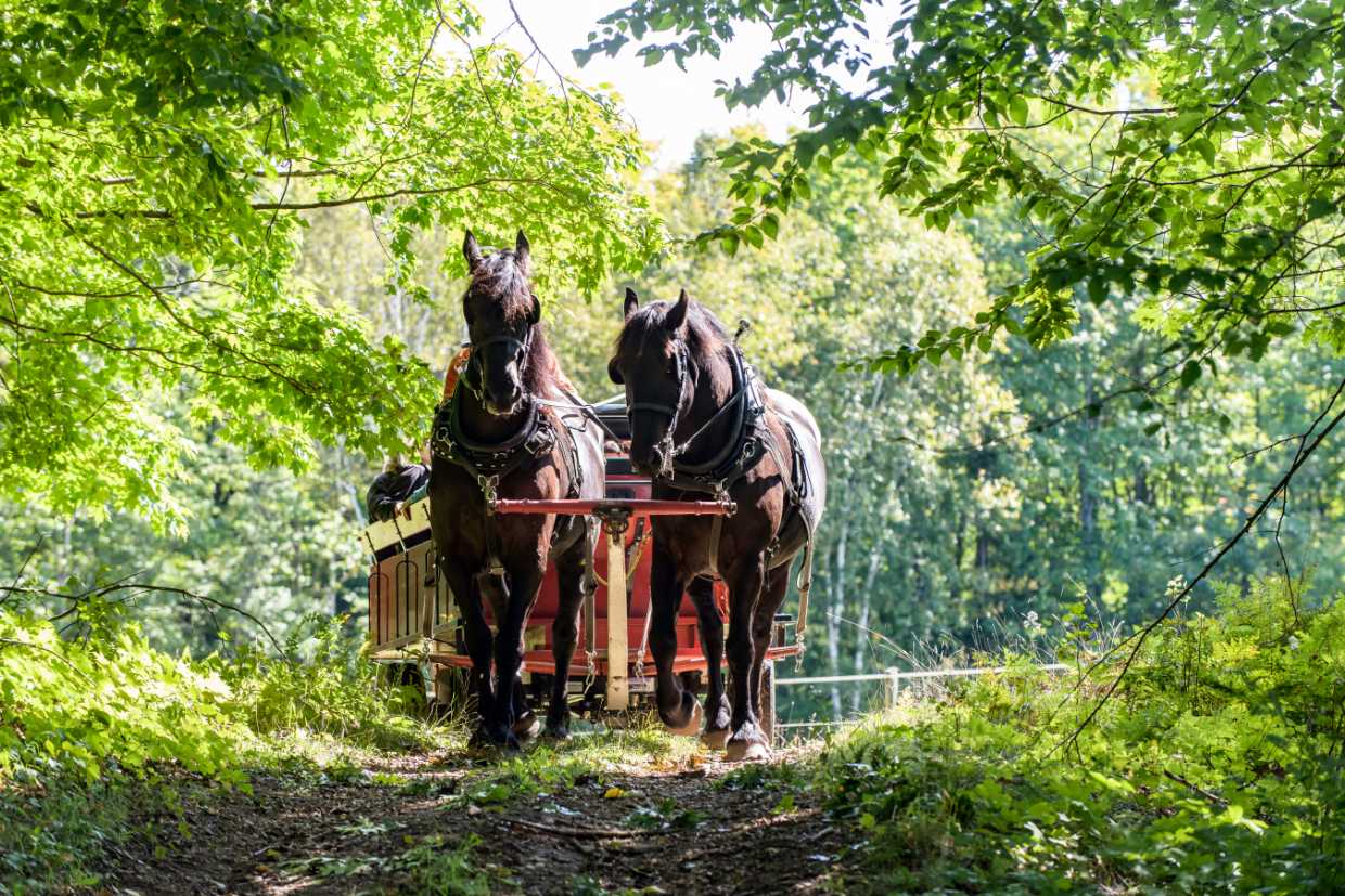 Wildlife Wayfarer - Back of Beyond