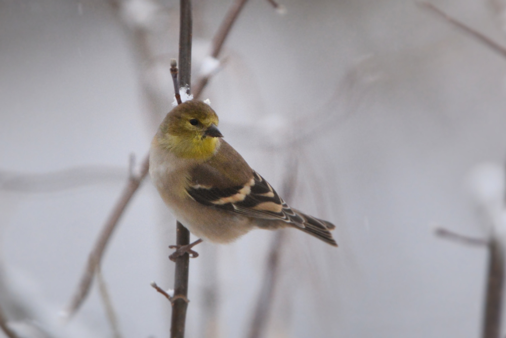 Bird